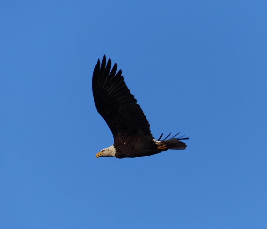 Bald Eagle, photograph by Robert McGreevy