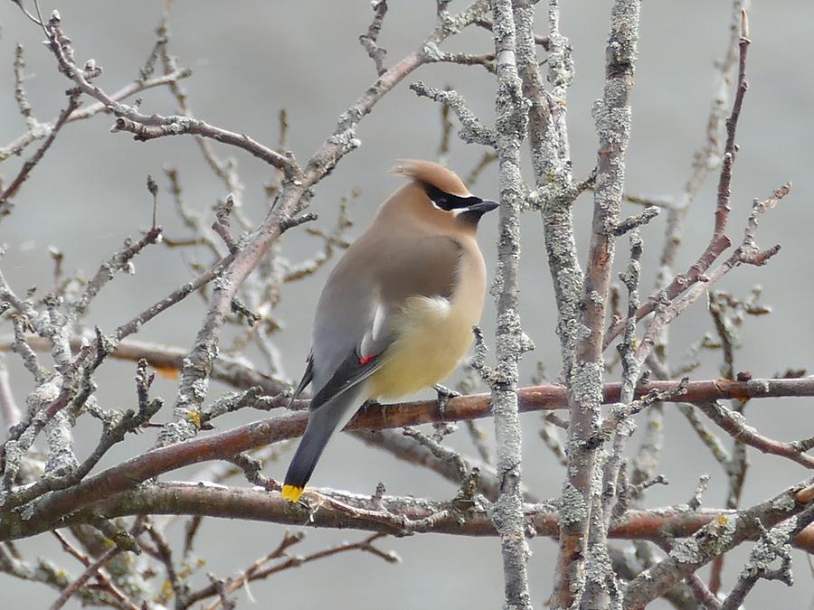 Cedar Waxwing, photograph by Robert McGreevy