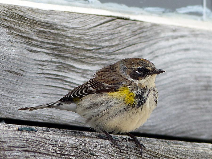 Yellow-rumped Warbler, photograph by Robert McGreevy